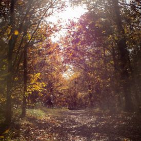 Autumn path in warm sunlight by Martijn Tilroe