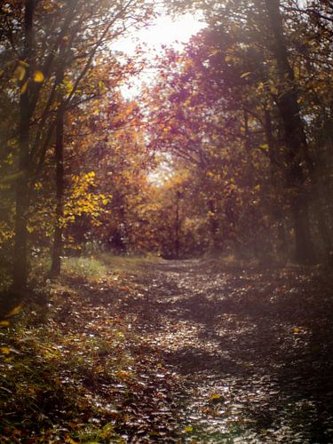 Herbstpfad im warmen Sonnenlicht von Martijn Tilroe