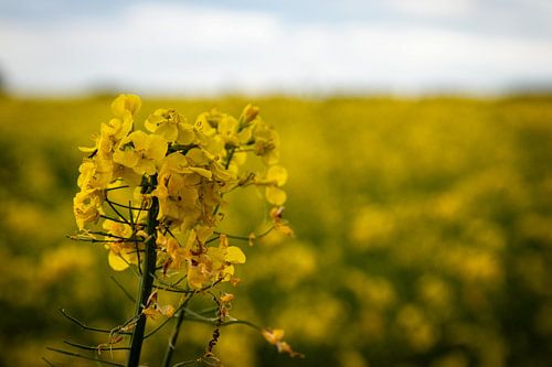 Yellow blossoms in spring