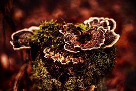 Surrealistische Natur in der Veluwe von Liberty Biesma