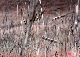 kornfeld von fantasina