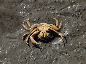 Crabe sur la plage