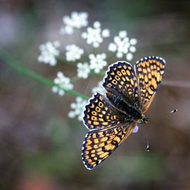 Zwevende veldparelmoervlinder van Marcel Tiemens