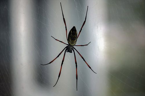 Spinnen im Netz von Wesley Klijnstra