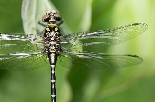 Onychogomphus forcipatus