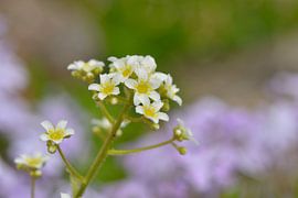 Saxifrage à rosette argentée