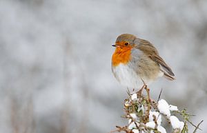 Roodborst op een besneeuwde tak von Menno Schaefer