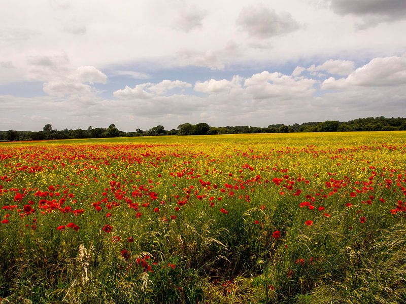 Norfolk field by Rob Schijff