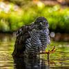 Oog in oog met een Sperwer (Roofvogel) van Carola Schellekens