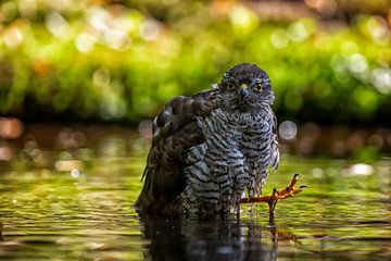 Les yeux dans les yeux avec un épervier (oiseau de proie) sur Carola Schellekens