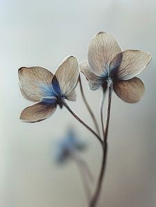 Dry Flower Detail No 8