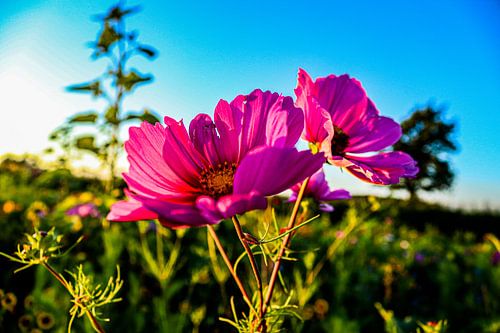 Blühende Blumen von Dieren en natuur