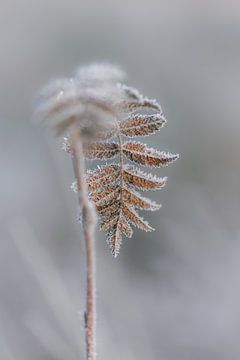 Reif auf braunen Blättern | Winter-Naturfotografie | Braun von Marika Huisman fotografie