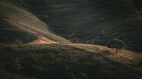 Eenzame boom in de Portugese serra