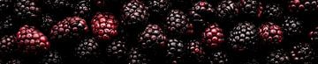 Fresh Blackberries Panorama by Studio XII