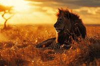 Lion during golden hour in Africa
