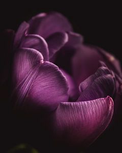Purple petals by Sandra Hazes