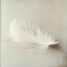 Zarte Feder auf sanftem Hintergrund von Poster Art Shop