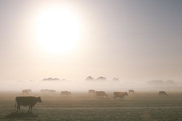 Koeien in de mist | Eemnes | Nederland van Marika Huisman⎪reis- en natuurfotograaf