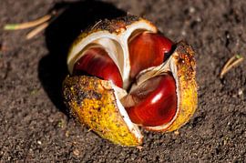 Tristanje by Dennis Timmer