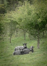 Sheep Resting for the Night by Lene Shannon