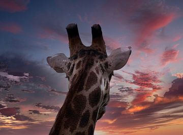 Giraffe kijkt in de verte van HGU Foto