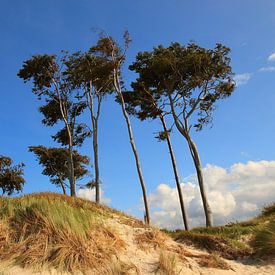 On the west beach of Prerow by Ostsee Bilder