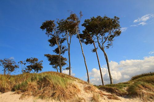 Am Weststrand von Prerow