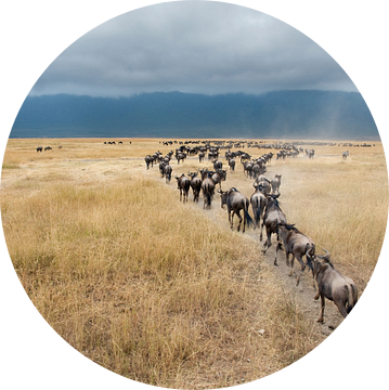 Gnoe of Wildebeesten in savanne van Afrika van Herman van Ommen