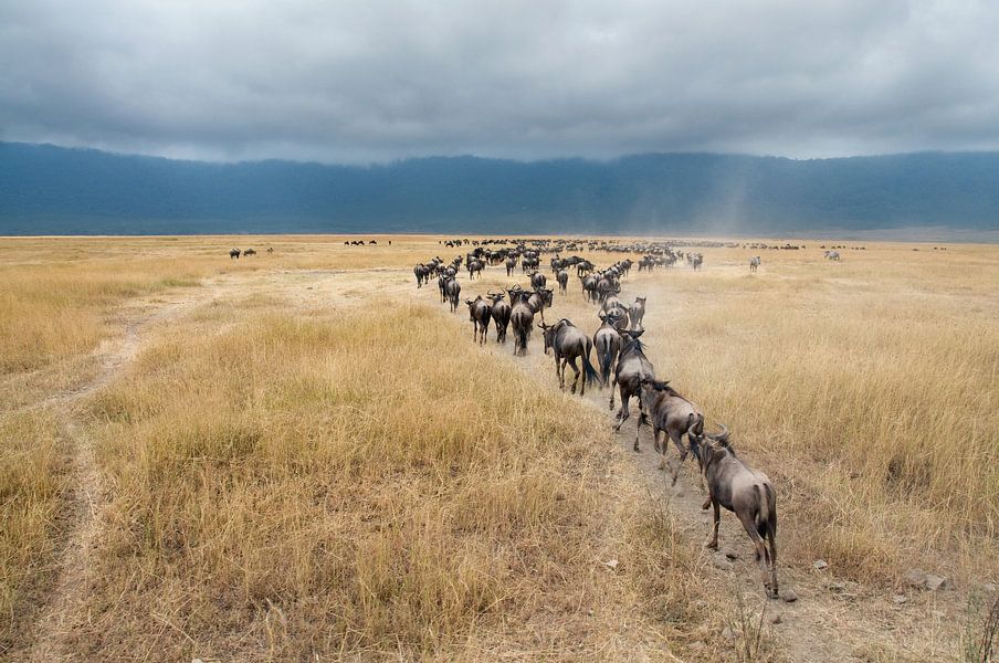 Gnoe of Wildebeesten in savanne van Afrika