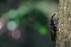 Lunatier mâle sur l'écorce d'un chêne dans une forêt de feuillus, Bade-Wurtemberg, Allemagne sur Frank Fichtmüller
