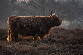Scottish Highlander