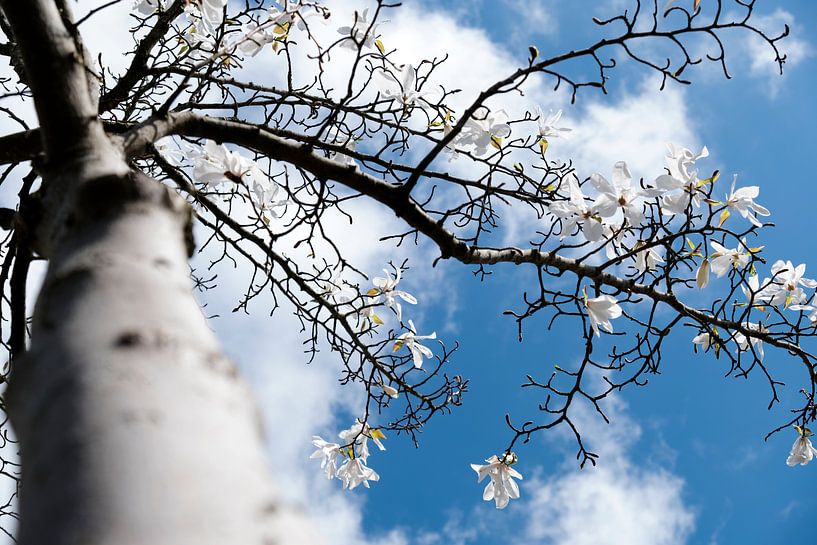 magnolia tree  by Nienke Stegeman