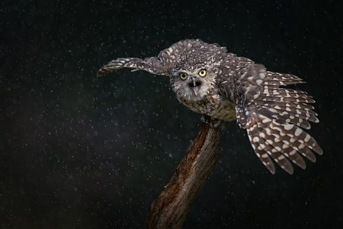 Holenuil die een douche neemt