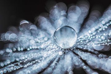 Dandelion fluff with water droplets by Bert Nijholt
