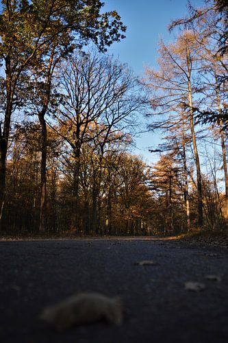 Op weg naar... Herfst!