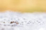 Bruine kikker von Douwe Schut Miniaturansicht