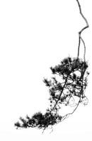 Le minimalisme dans les dunes de Loonse et Drunense