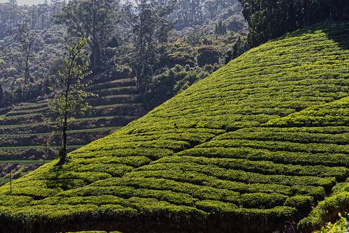 Tea plantation Ooty India