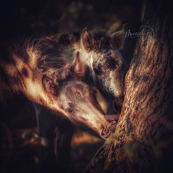 Golden Foals by Maneschijn FOTO