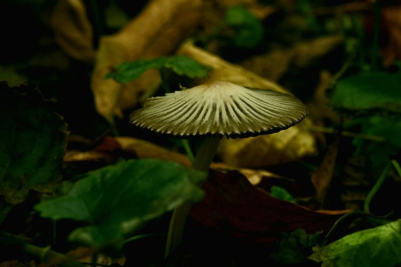 Mushrooms by Mark Bos