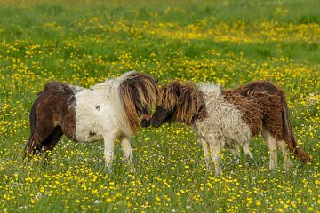 Shetland pony duo van Peter Beks
