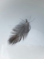 Feather 