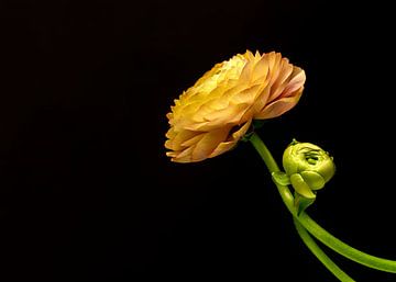 Eenzame Bloem van Rita Tielemans Kunst