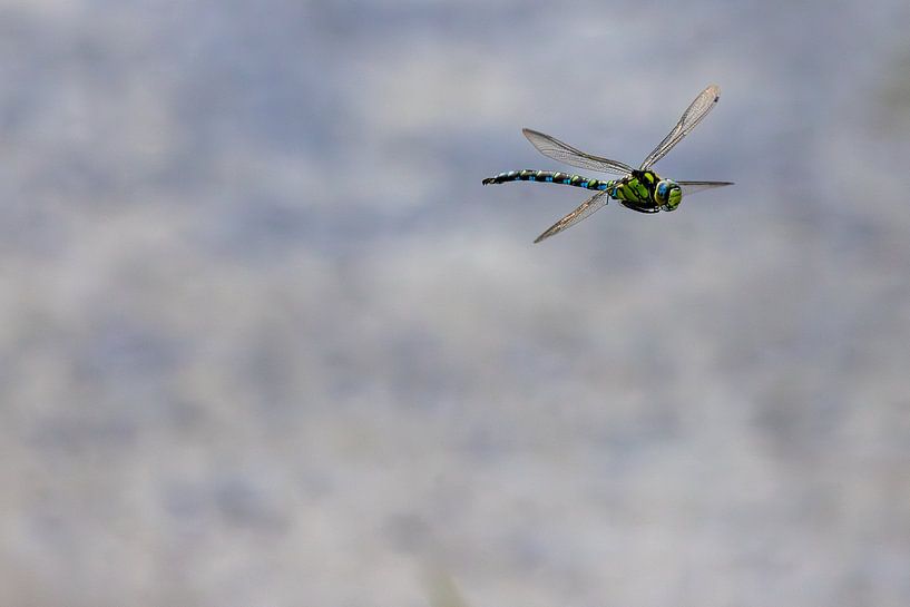 Blauglaser im Flug von Erwin van Eekhout