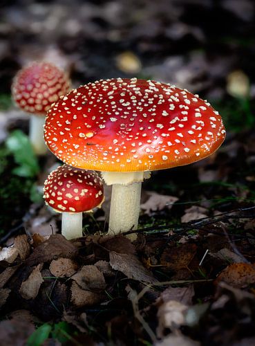 Amanite rouge dans la forêt