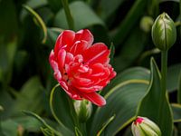 Tulpen beim Werden und Vergehen