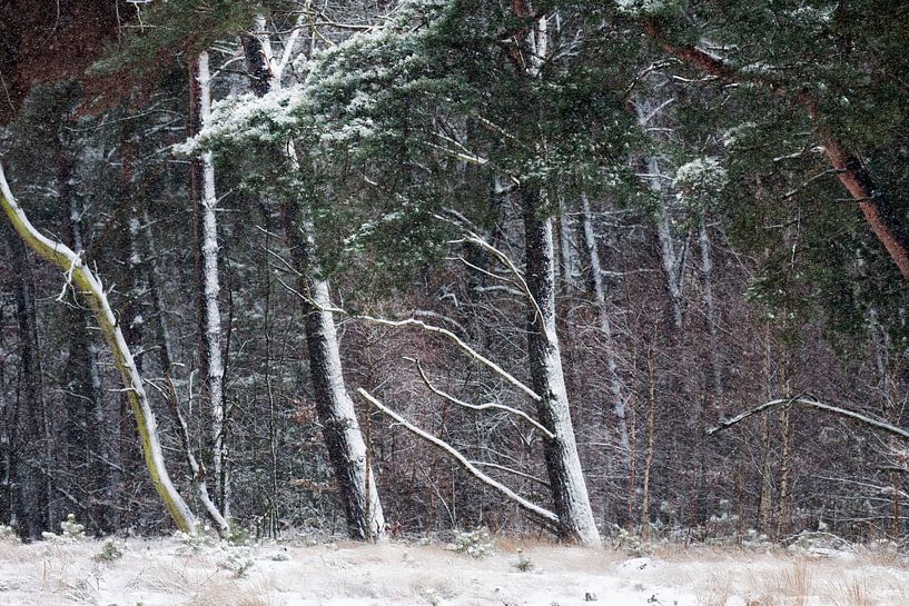 Winterbos von peter reinders