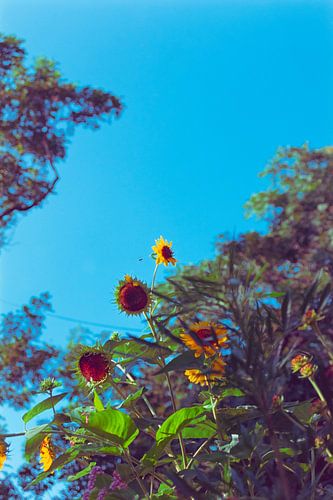 Tournesol au Printemps