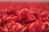 Rode tulpen